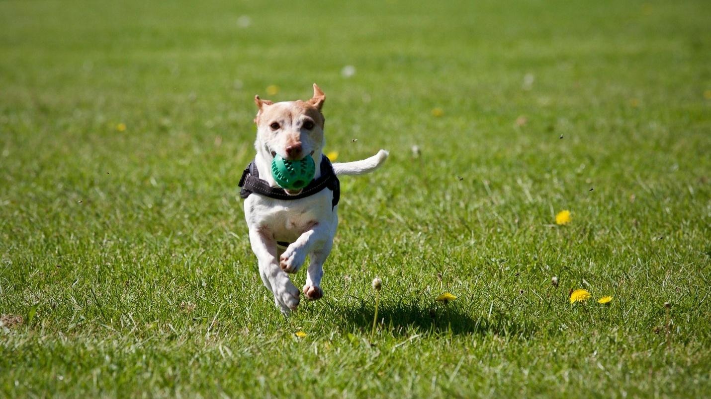 Training Tips for Every Stage of Your Dog’s Life